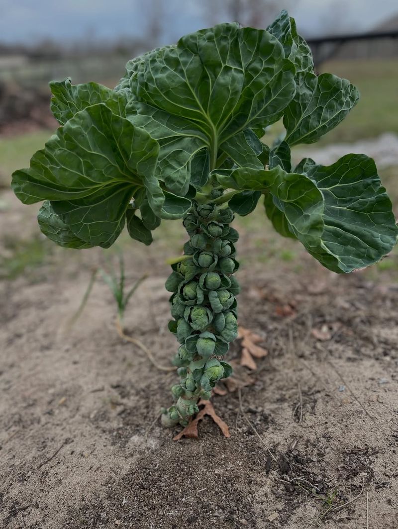 Brussels Sprouts (Brassica oleracea var. gemmifera)