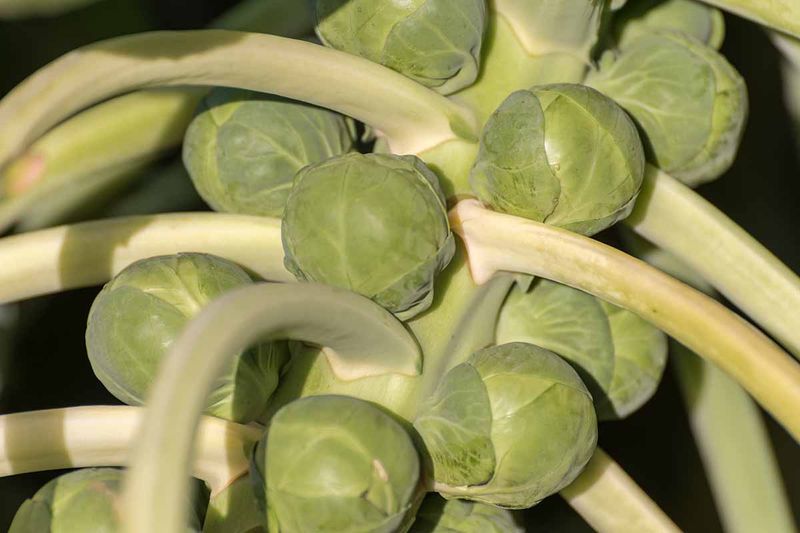 Brussels Sprouts