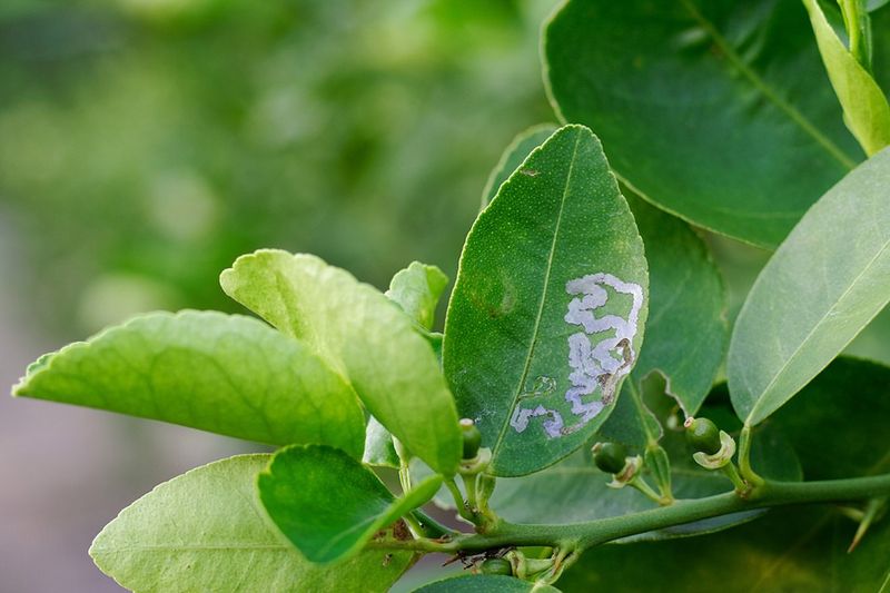 Citrus Leafminer