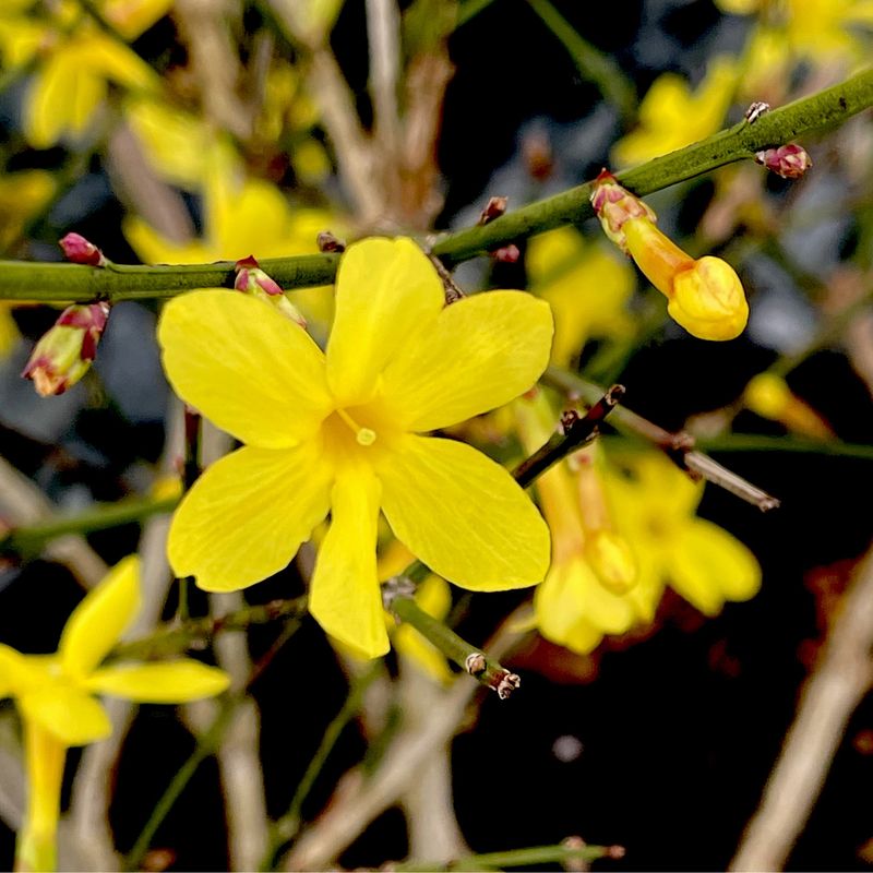 Winter Jasmine Brightens Cool Season Gardens