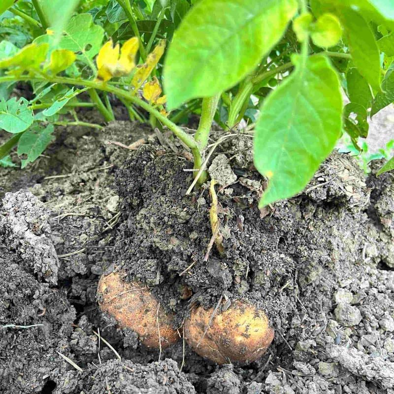 Potatoes Struggle With Inconsistent Moisture Levels