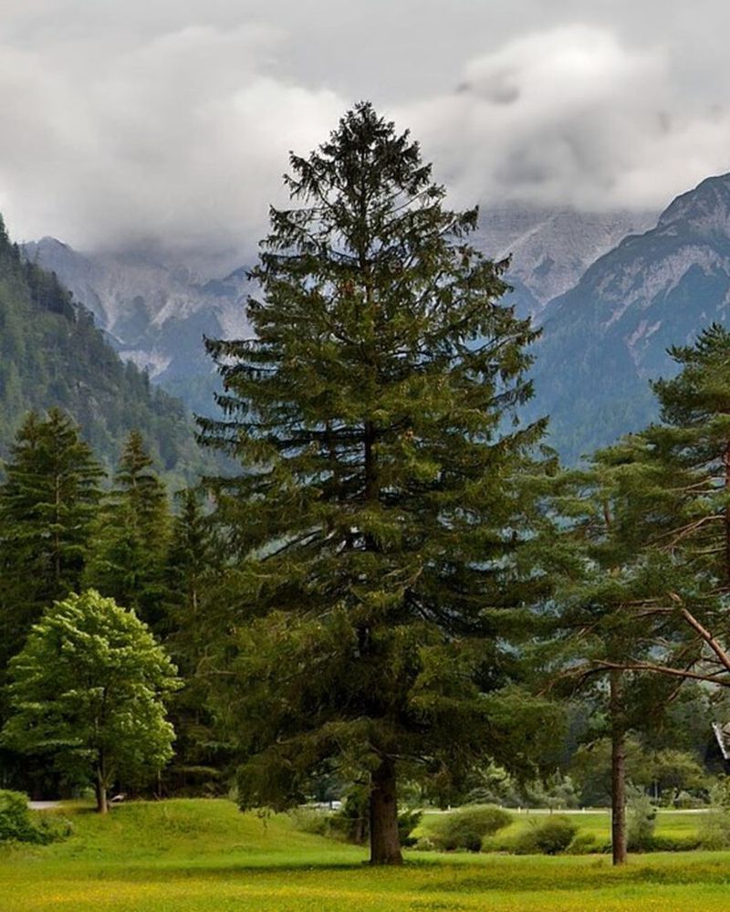 Spruce Trees Provide Dense Cover And Nesting Protection