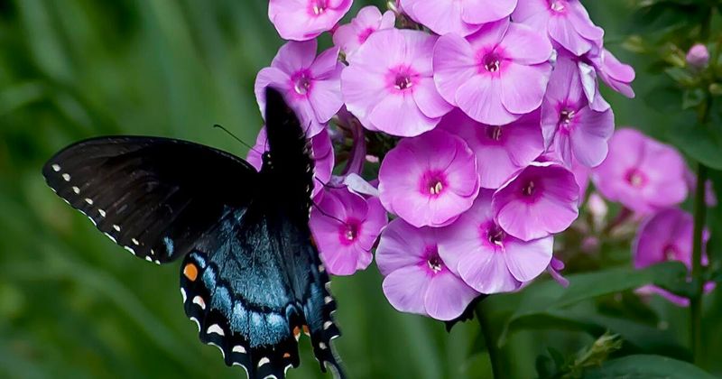Phlox Brings Fragrance And Constant Butterfly Activity