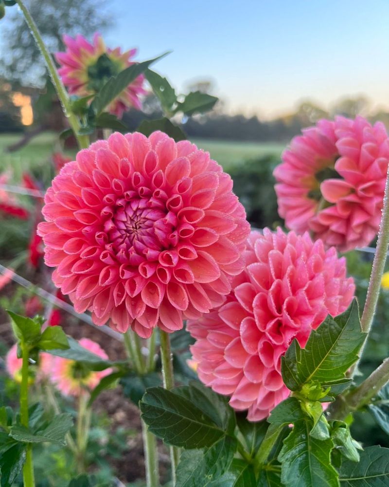 Dahlias Making A Bold Statement