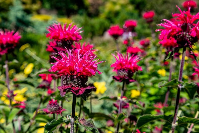 Bee Balm (Monarda Didyma)