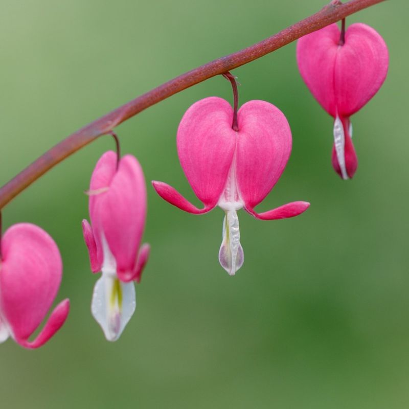 Bleeding Heart Steals The Spring Show