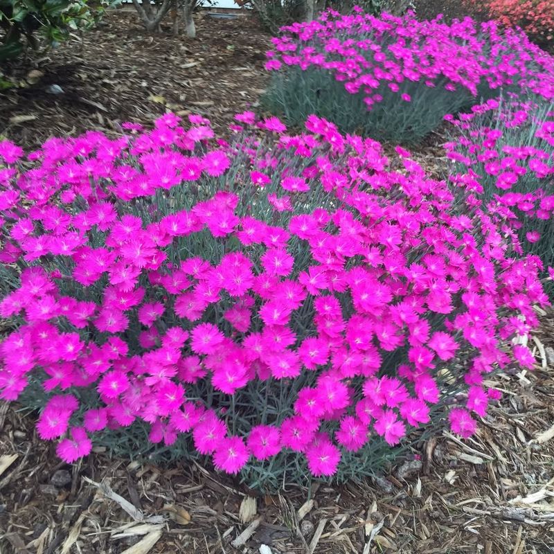 Dianthus Provides Bright Pink Fragrant Blooms