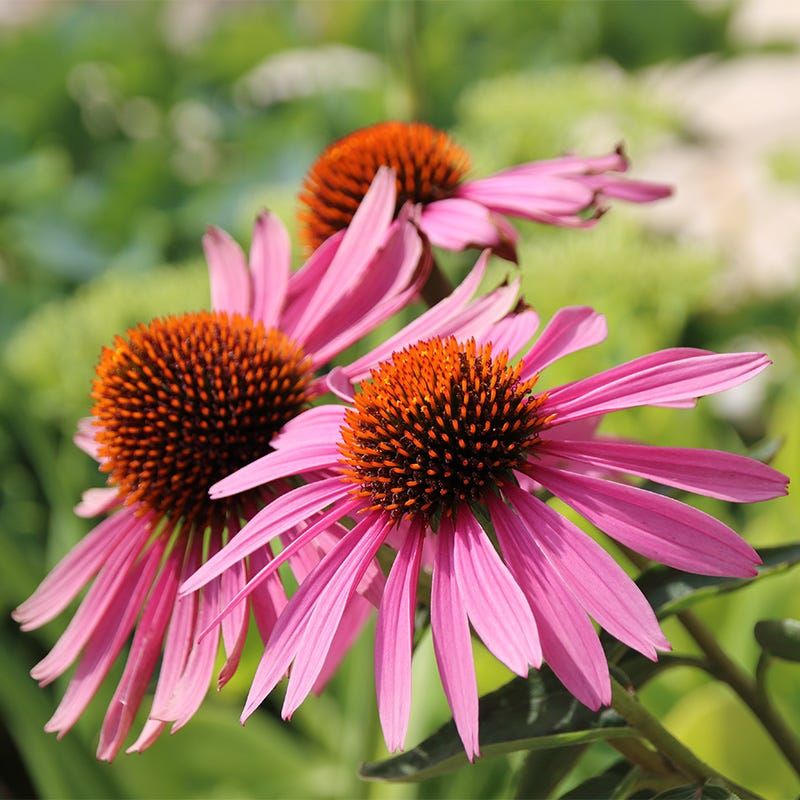 Purple Coneflower