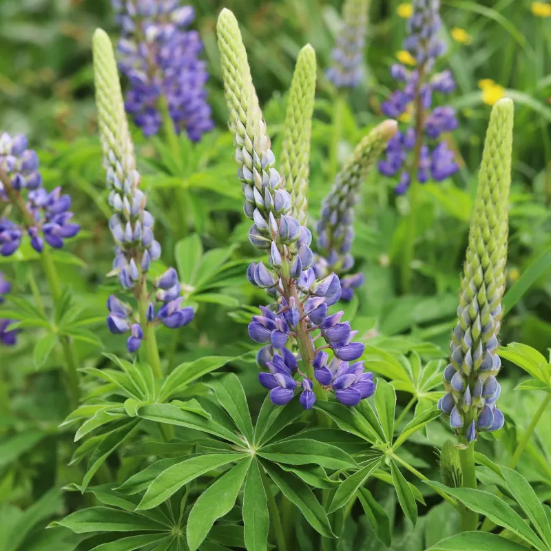 Lupine (Non-Texas Species)