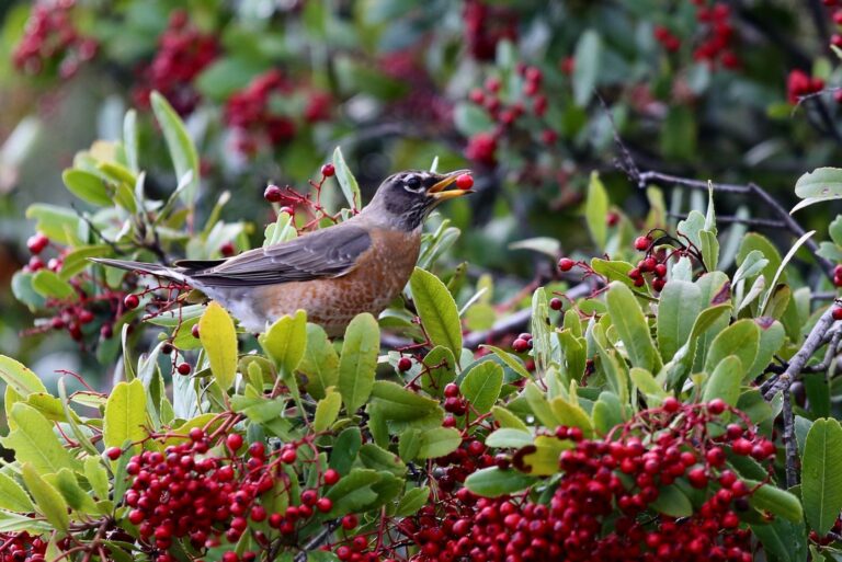 american robin