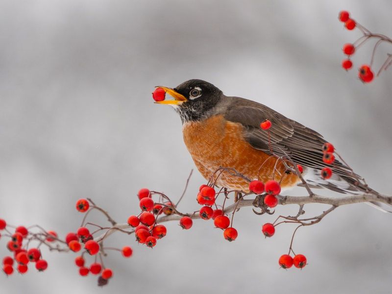 American Robin Favorite: Winterberry