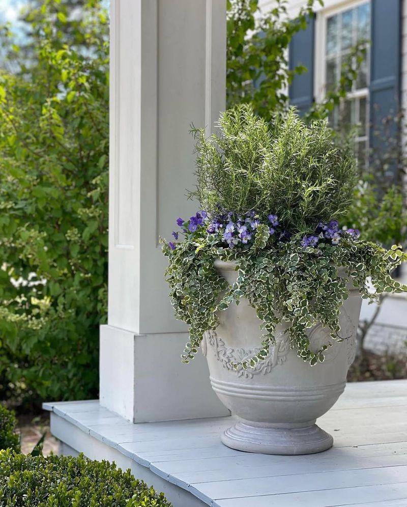 Cold-Tolerant Container Growth