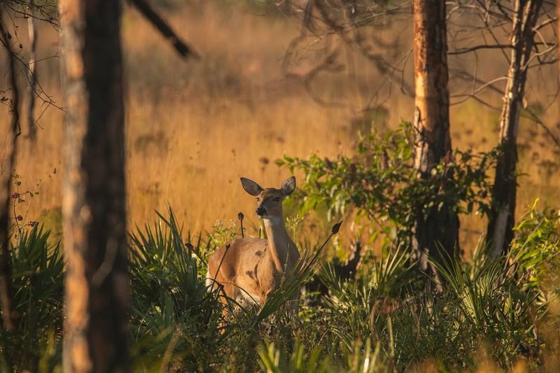 Deer And Pest Deterrent