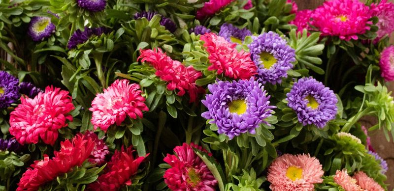 September Showcases Asters And Their Symbol Of Wisdom