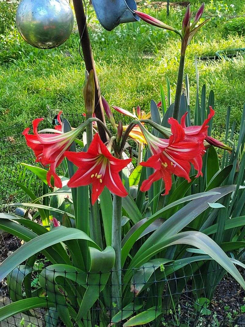 Amaryllis Is A Popular Spring Plant That Can Make Cats Very Sick