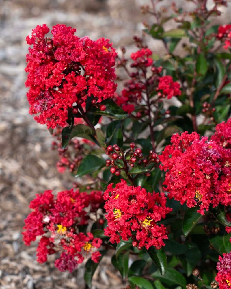 Bellini Cherry Crape Myrtle (Lagerstroemia indica)