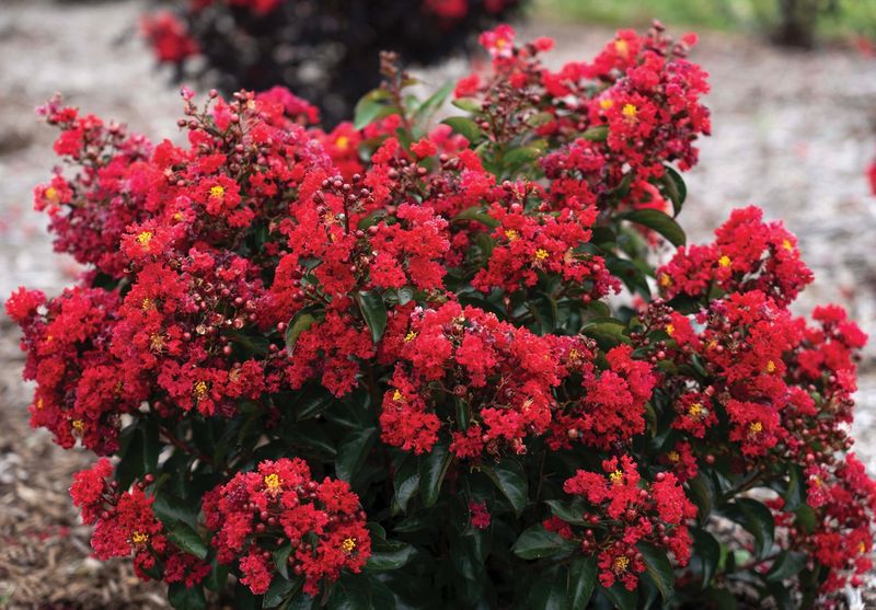 Bellini® Cherry Crape Myrtle (Lagerstroemia indica)