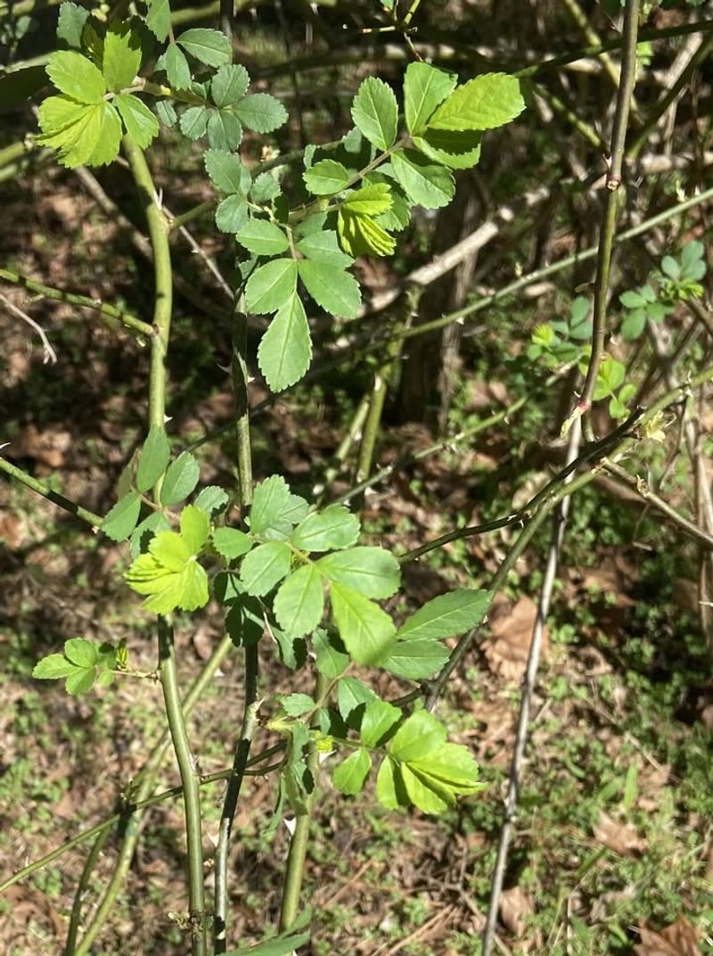 Multiflora Rose: Thicket That Takes Over