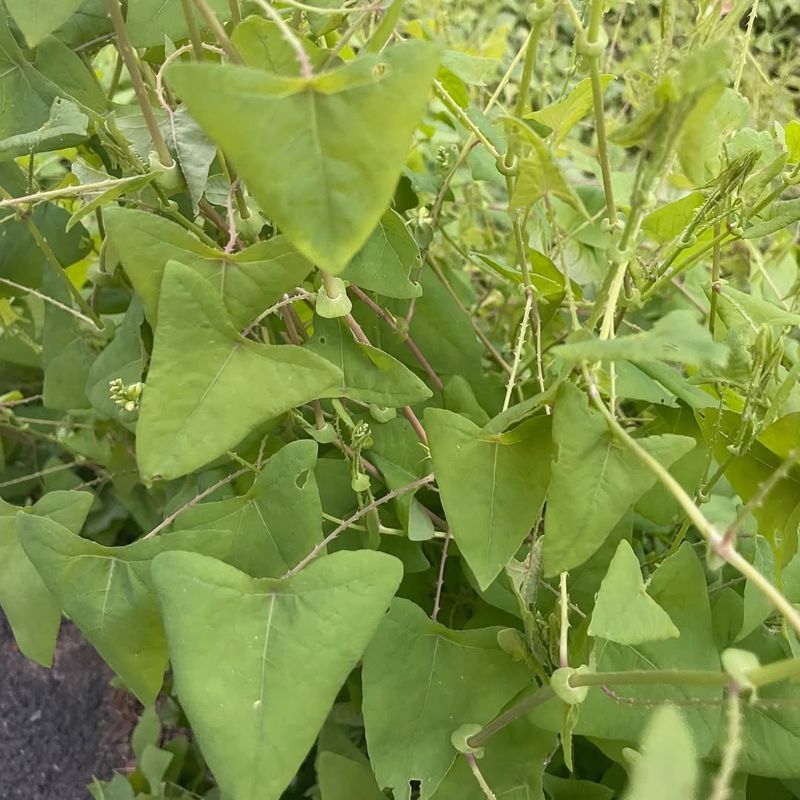 Mile-A-Minute Vine Smothers Everything