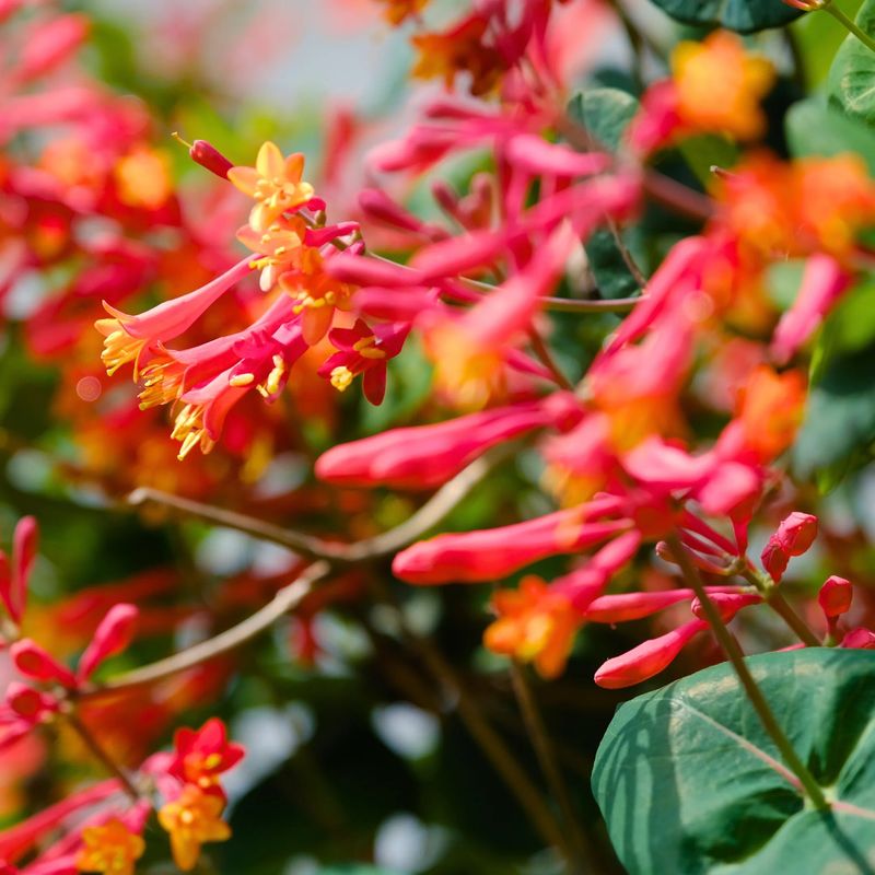 Coral Honeysuckle