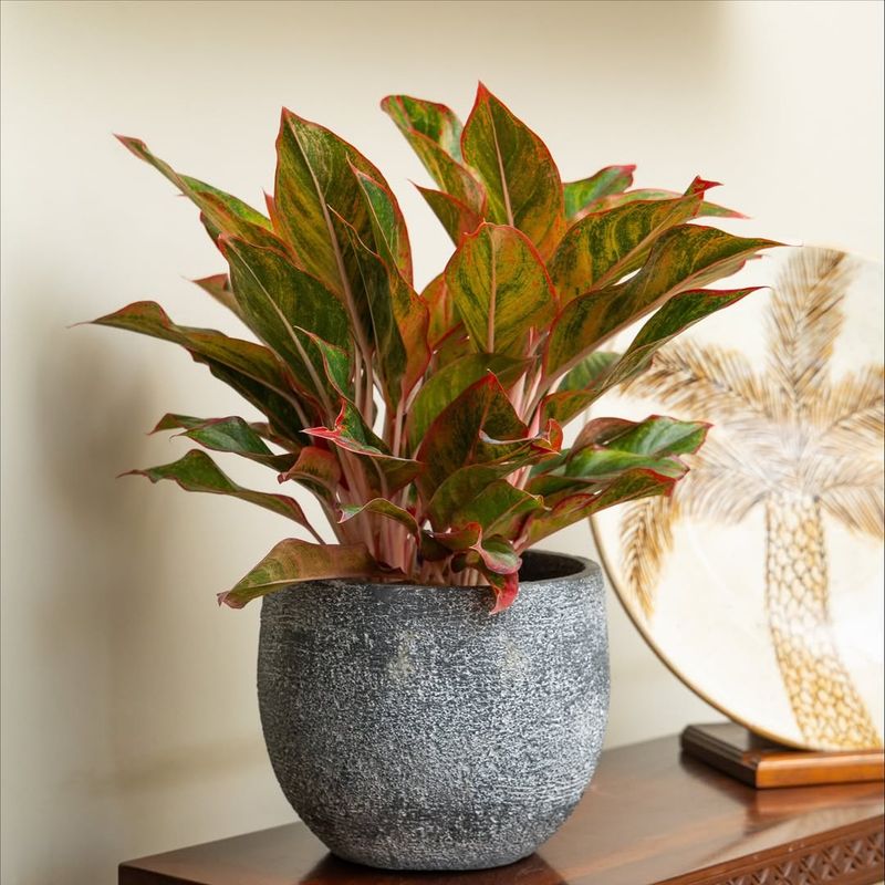 Low Light Spaces Feel Fuller With Chinese Evergreen