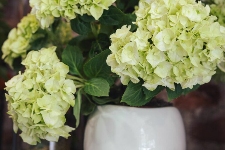 hydrangea in pot