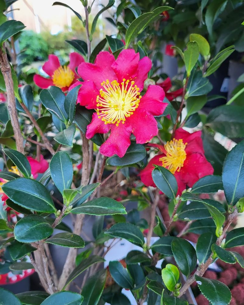 Camellias (Camellia Japonica & Camellia Sasanqua)