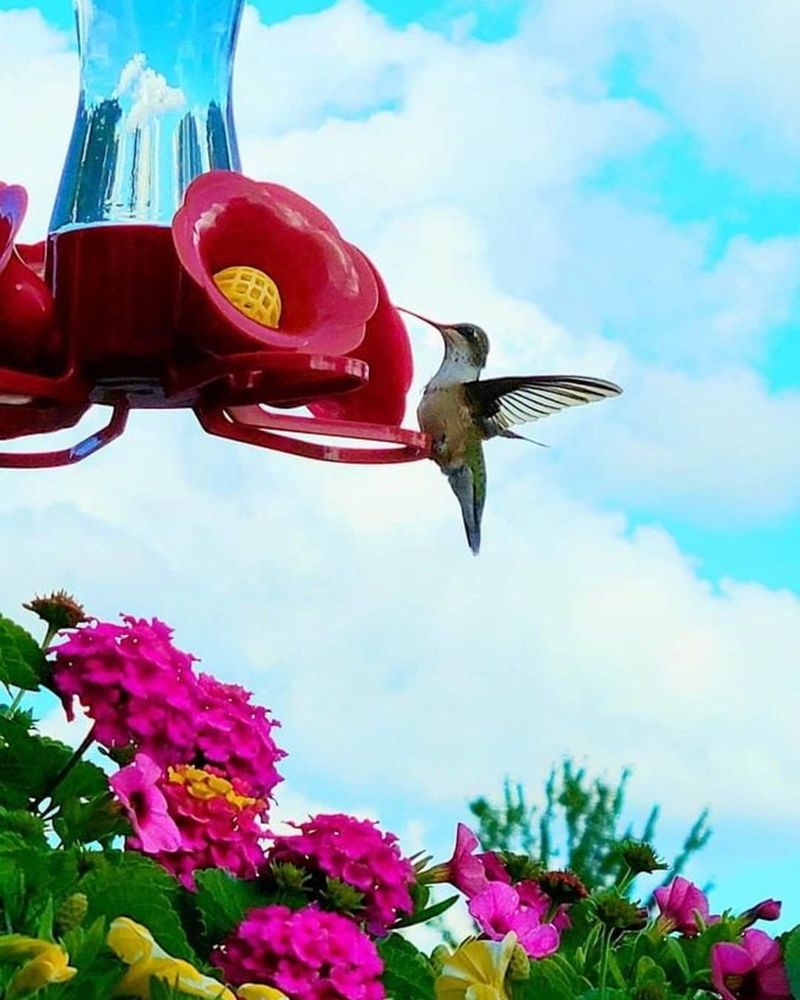 Build A Hummingbird-Friendly Garden