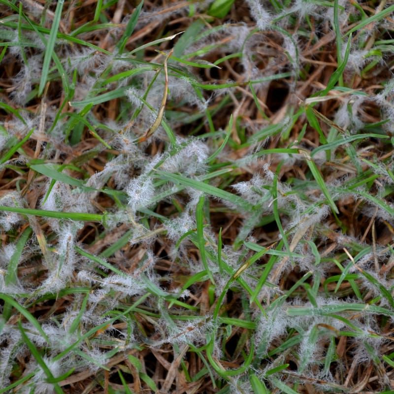 Choose Snow Mold-Resistant Grass Varieties