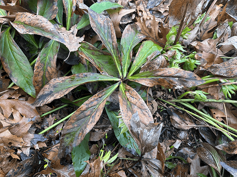 Remove Damaged Or Diseased Foliage Promptly