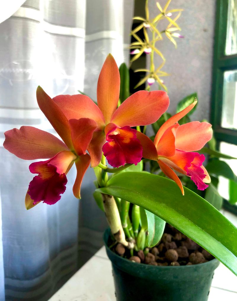 Provide Gentle Air Circulation Without Chilling Plants