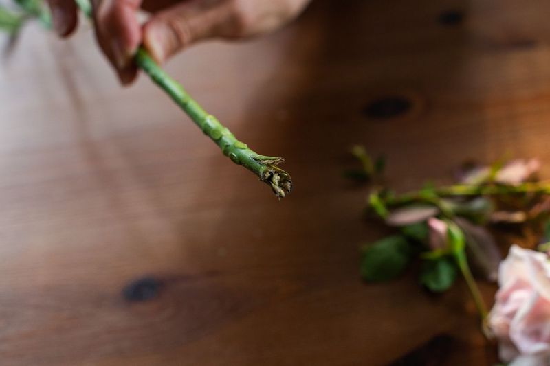 Select Stems That Feel Strong And Well-Hydrated