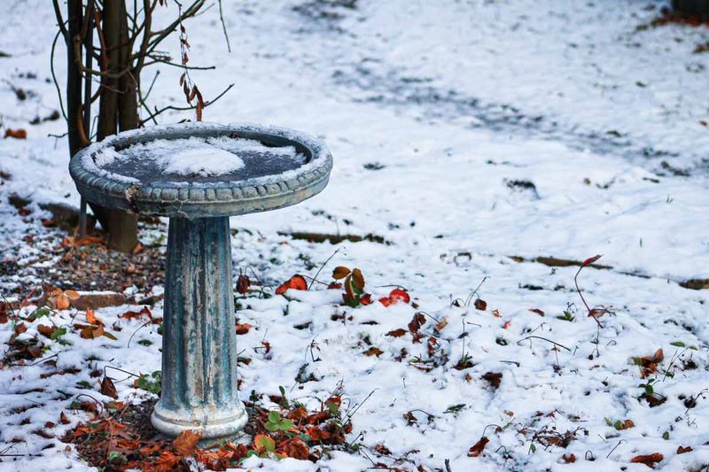 Keep Bird Baths Away From Dense Bush Cover