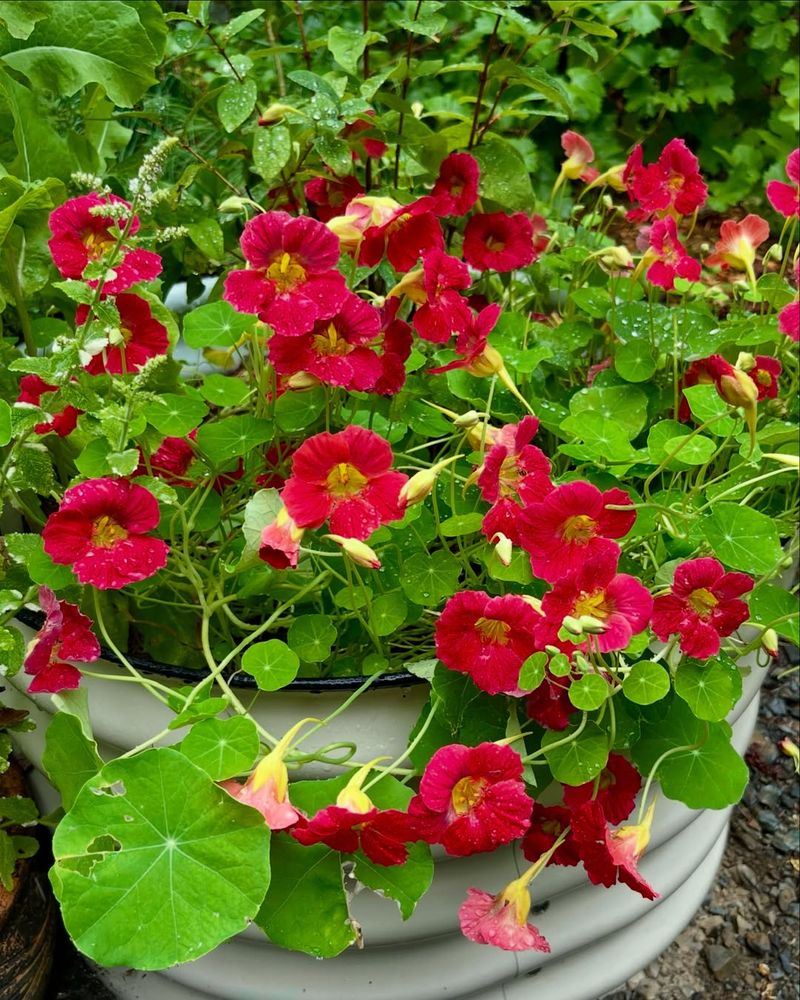 Give Full Sun To Partial Shade