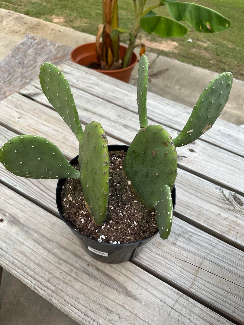 Use Containers With Excellent Drainage Holes