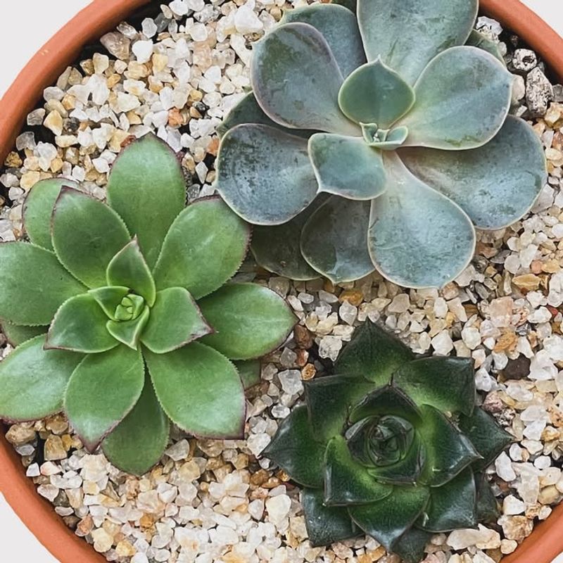 Reduce Watering Even Further For Succulents And Cacti