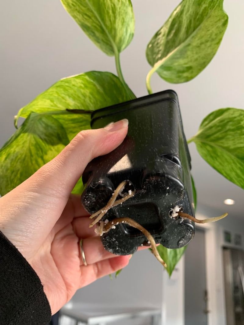 Support Early Growth