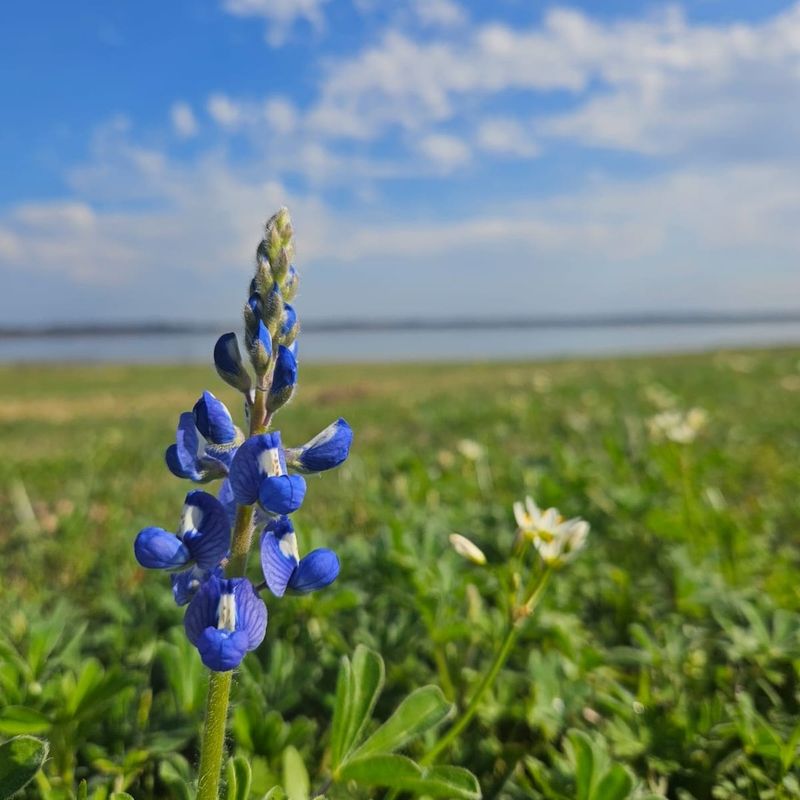 Skip Fertilizers And Let Bluebonnets Fix Their Own Nitrogen