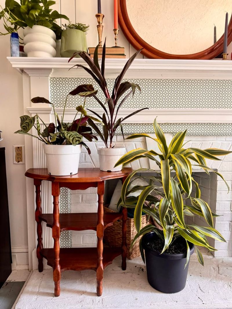 Rotate Plants To Prevent One-Sided Leaning Toward Sunlight