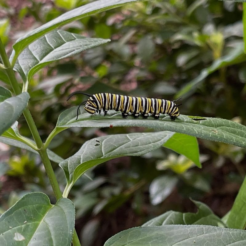 Add Native Host Plants For Caterpillars
