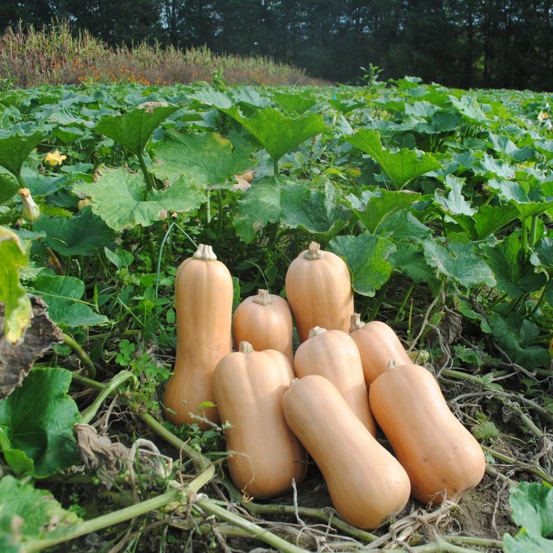 Combine Moon Timing With Michigan's Short Growing Window