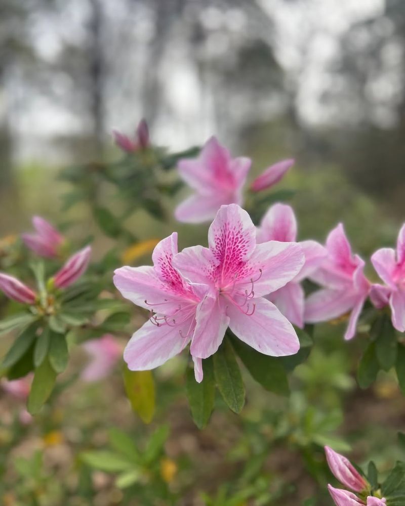 Don’t Touch Azaleas In February