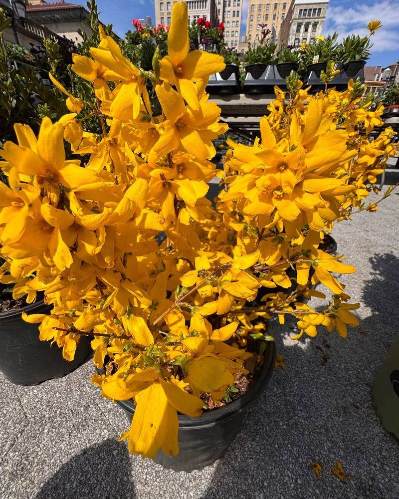 Spring Bloomers Lose Flowers If Cut Now