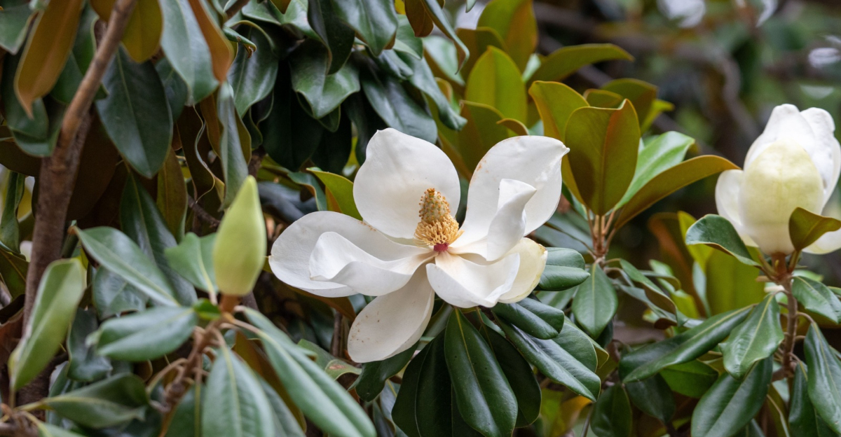 southern magnolia bloom