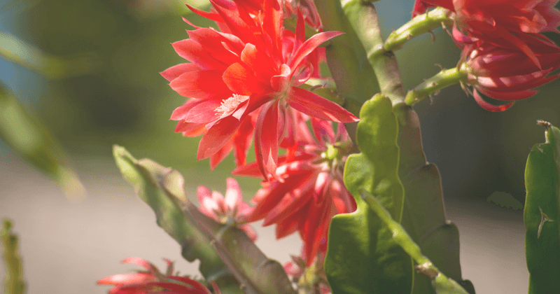 Light Feeding During Active Growth Supports Flowering