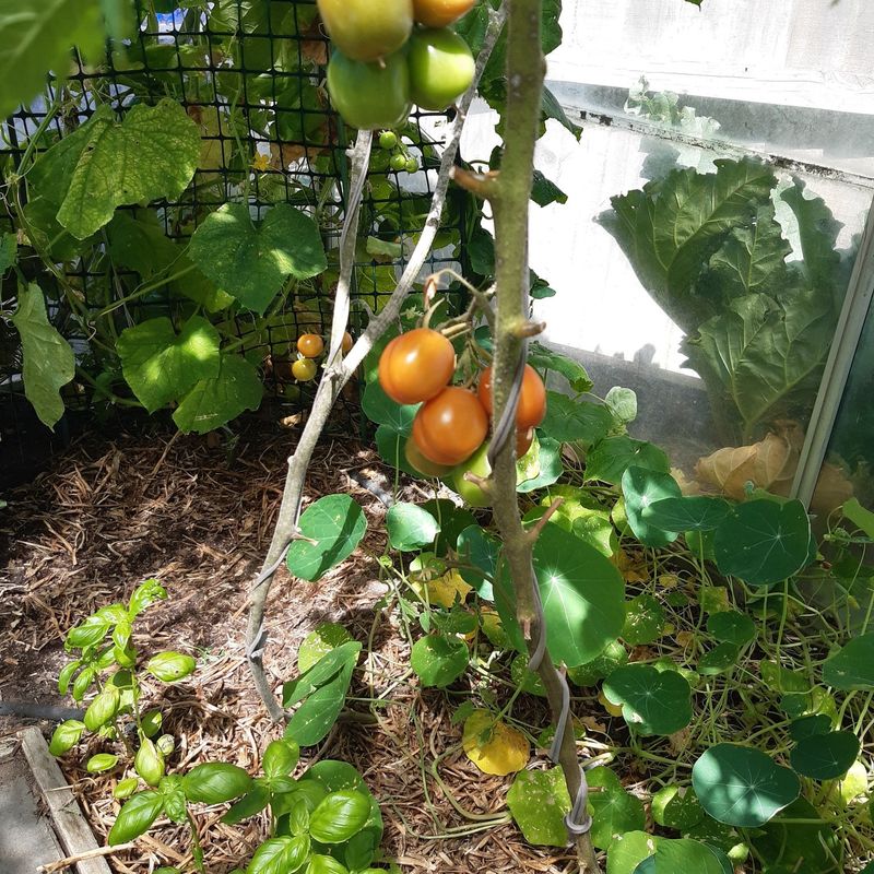 Rusty Nails Won’t Grow Tomatoes, But Good Gardening Will