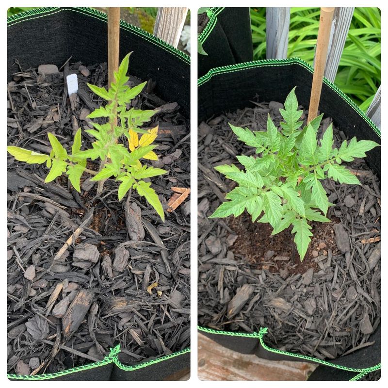 Brew Success For A Thriving Garden