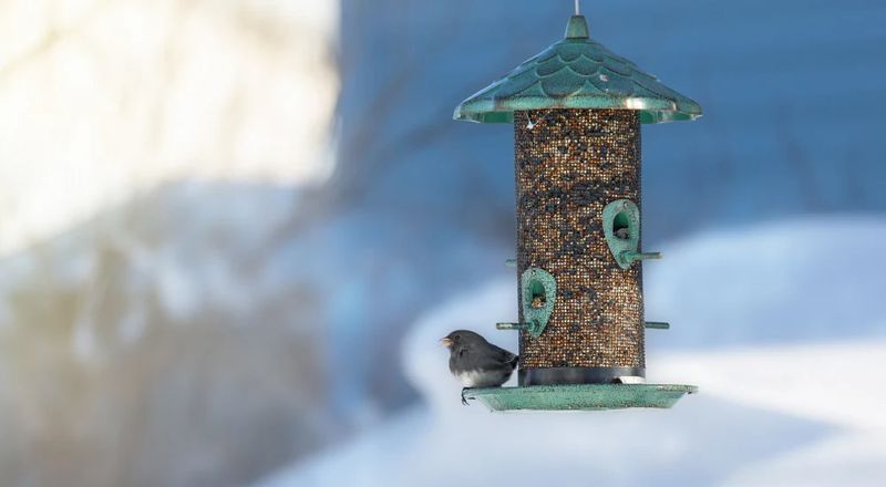 Switch To Real Fuel For Winter Birds