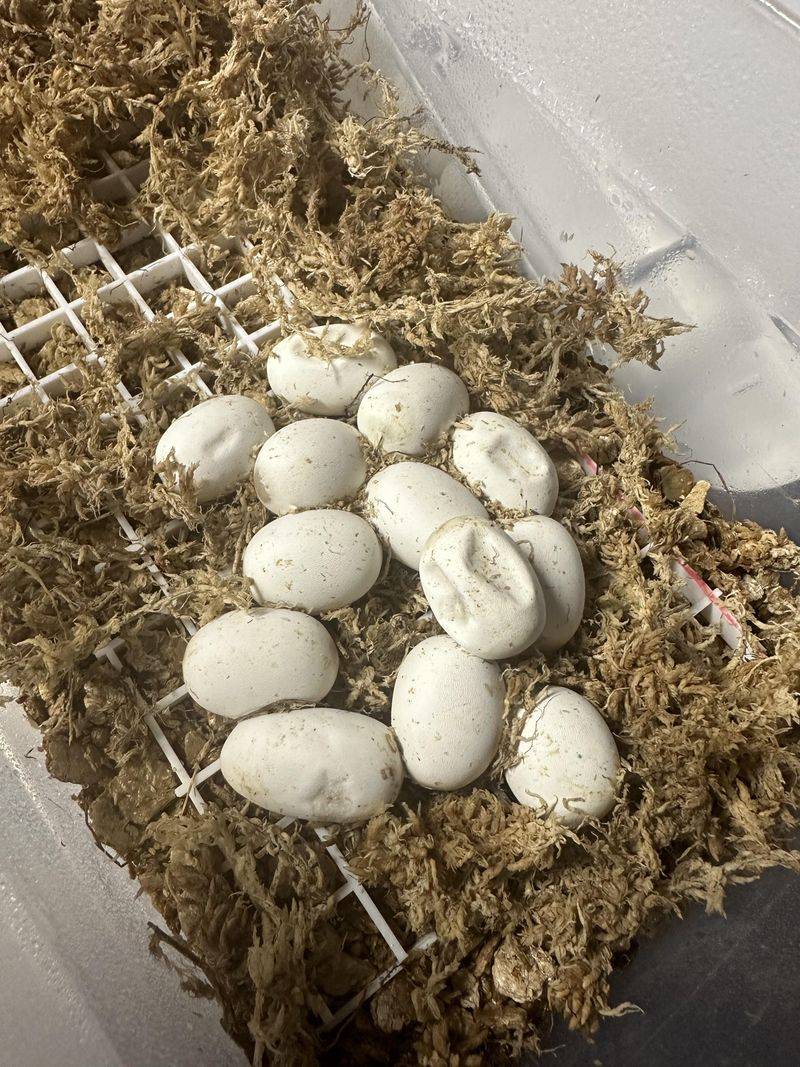 Contact Georgia Wildlife Professionals For Guidance