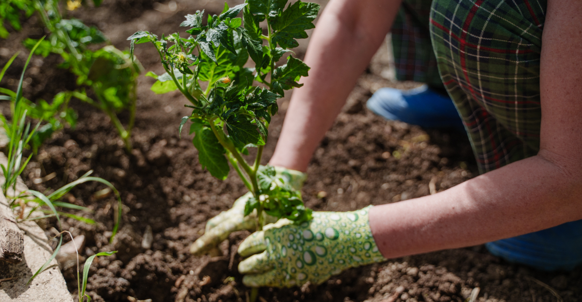 transplanting seedlings